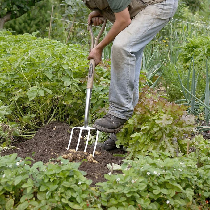 Person using a stainless steel digging fork with weatherproof hardwood handle to harvest potatoes in a lush garden, suitable for farm, garden, and lawncare tasks.