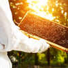Handcrafted Amish-made wooden bee frame held by a beekeeper in sunlight, showcasing beekeeping supplies in USA Made, Farm, Garden & Tool, and 5-Frame Hives collections.