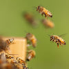 Close-up of honeybees flying around a wooden hive base board, showcasing handcrafted, Amish-made beekeeping supplies in a Farm, Garden & Tool setting.