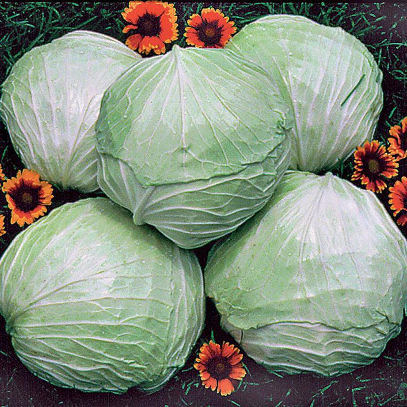 Five large solid blue-green cabbages with smooth flat heads arranged on grass, surrounded by small bright orange flowers, showcasing heirloom seeds from Farm, Garden & Tool, Seeds and Planting, USA Made, and Best Sellers collections.