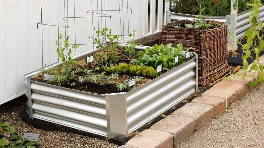 seeds and planting
