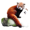 Partially completed 100-piece red panda shaped puzzle with large pieces fitting together on a mossy log, designed for children's toys, puzzles, and educational games collections.