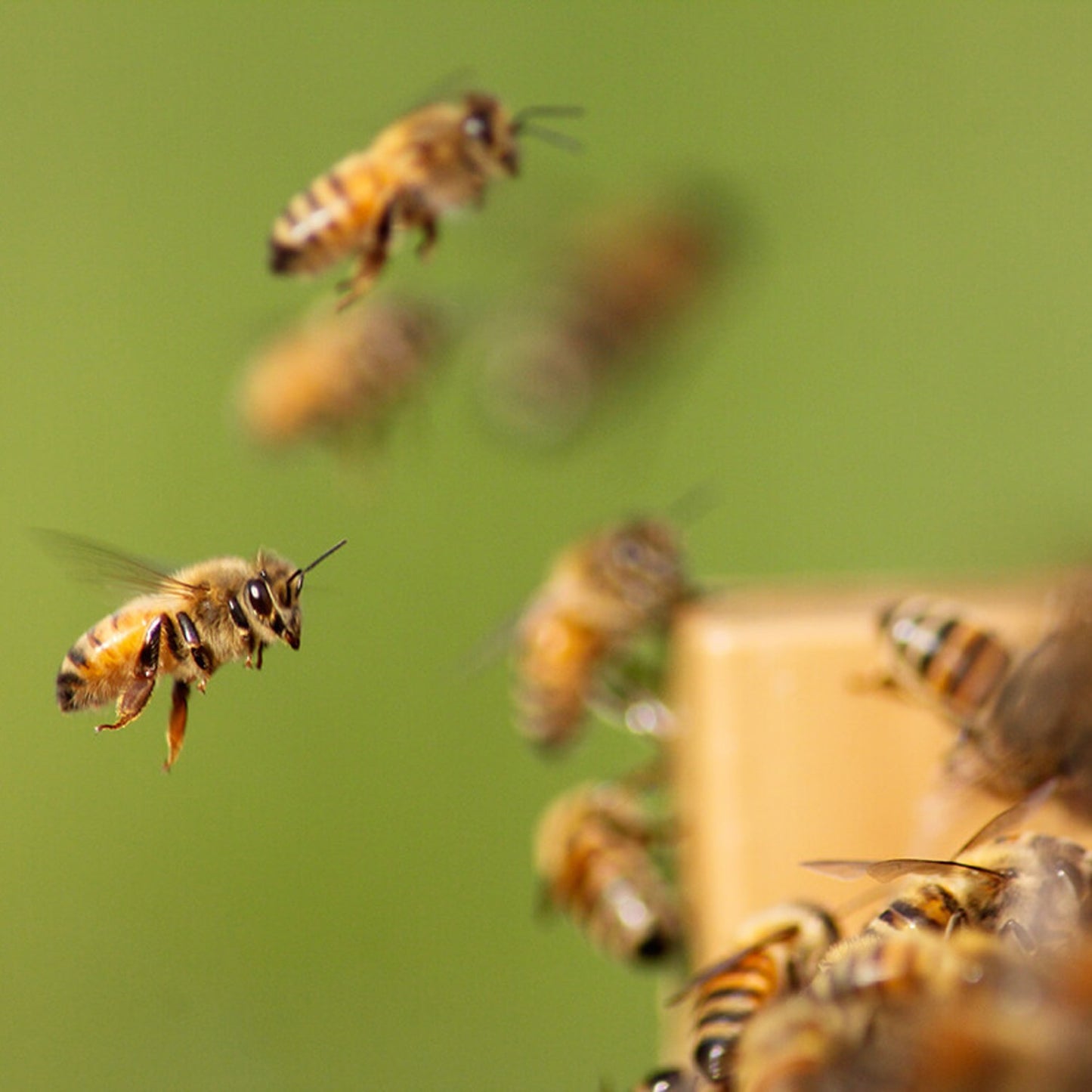 Close-up of honey bees in flight and landing near a wooden hive box, highlighting natural beekeeping in Farm, Garden & Tool and Beekeeping Supplies collections.