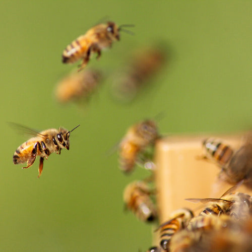 Close-up of honey bees in flight and landing near a wooden hive box, highlighting natural beekeeping in Farm, Garden & Tool and Beekeeping Supplies collections.