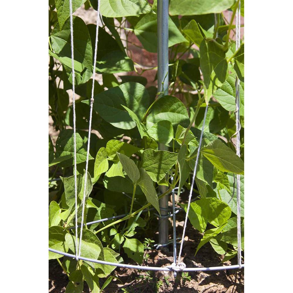 Vertical metal bean tower trellis supporting climbing green bean plants in a garden bed, handcrafted and made in USA, featured in Farm, Garden & Tool, Seeds and Planting, Best Sellers collections.