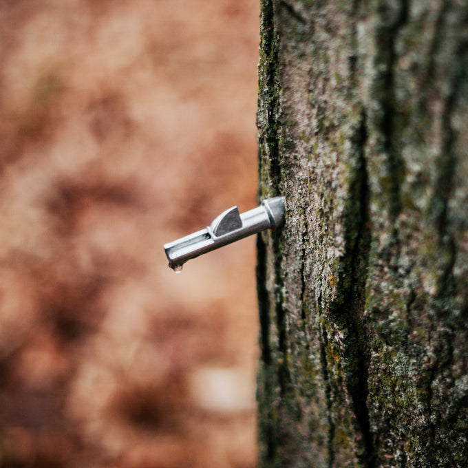 Close-up of a metal spile inserted into the bark of a maple tree, dripping sap, part of maple syrup sugaring supplies in Farm, Garden & Tool and Orchard collections.