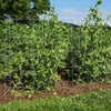 Set of two handcrafted garden fences with six hinged panels each, made in USA, providing sturdy support for pea plants and straw bale gardens, featured in Farm, Garden & Tool collections.