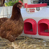 Brown chicken next to a plastic gravity-fed feeder with red feeding ports and lid, designed to keep feed dry and prevent waste, suitable for Farm, Garden & Tool and Animal Care.