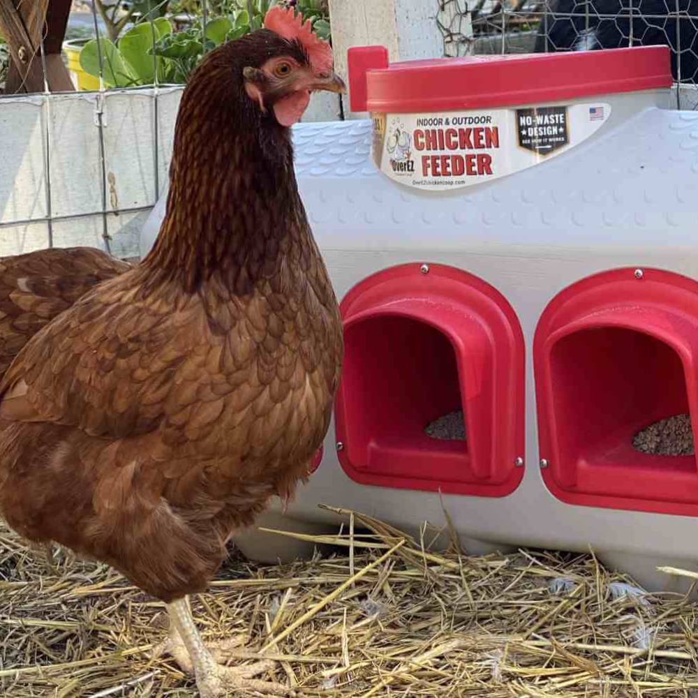 Brown chicken next to a plastic gravity-fed feeder with red feeding ports and lid, designed to keep feed dry and prevent waste, suitable for Farm, Garden & Tool and Animal Care.