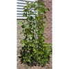 Handcrafted metal garden trellis supporting green pole bean vines growing vertically against a brick and siding wall, ideal for Farm, Garden & Tool, Seeds and Planting, USA Made collections.