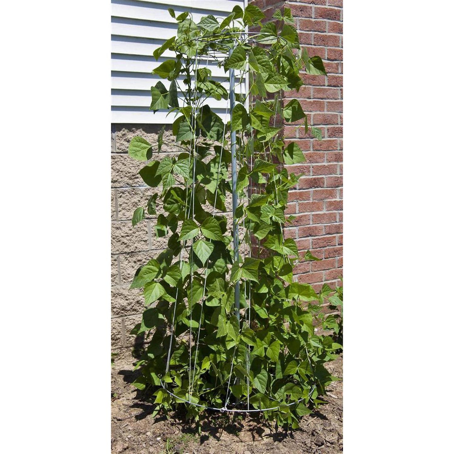 Handcrafted metal garden trellis supporting green pole bean vines growing vertically against a brick and siding wall, ideal for Farm, Garden & Tool, Seeds and Planting, USA Made collections.