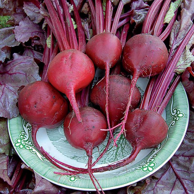 Handcrafted Bull's Blood Beet roots with deep red-purple tops and stems arranged on a decorative plate, featured in Farm, Garden & Tool and Seeds and Planting collections.