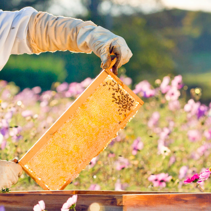 Beekeeper wearing protective gloves holding a handcrafted medium wood bee frame with wired natural beeswax foundation and honeycomb full of bees, set outdoors in a flower field, Amish made in the USA, part of farm, garden, and beekeeping supplies collections.