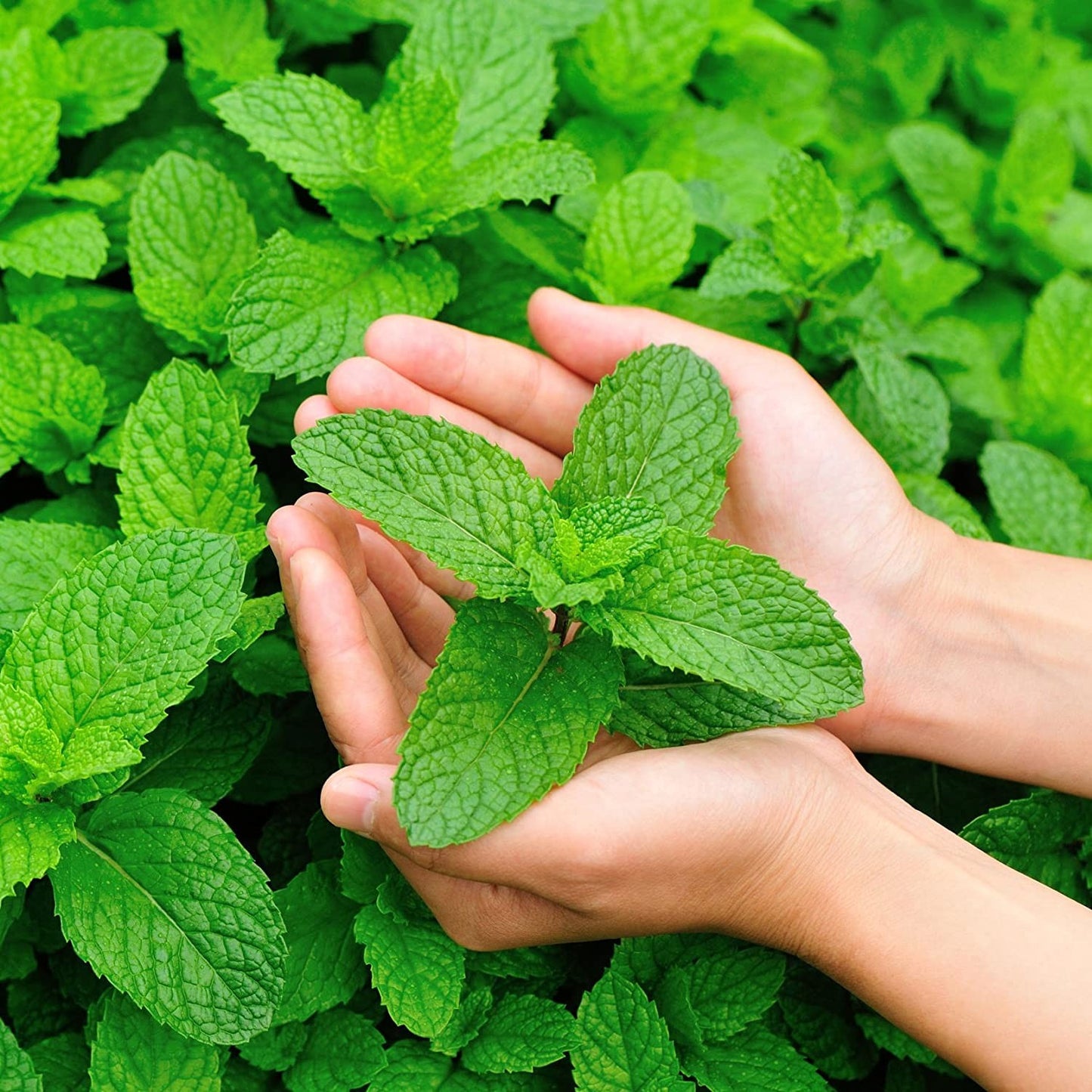 Close-up of fresh, vibrant mint leaves gently held in hands, highlighting natural ingredients featured in Health & Wellness, Soaps, USA Made, and Best Sellers collections.