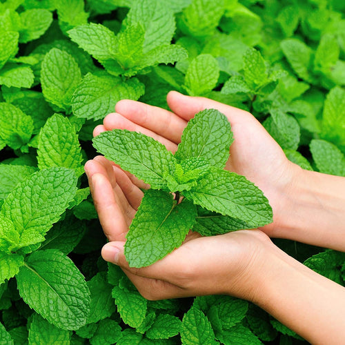 Close-up of fresh, vibrant mint leaves gently held in hands, highlighting natural ingredients featured in Health & Wellness, Soaps, USA Made, and Best Sellers collections.