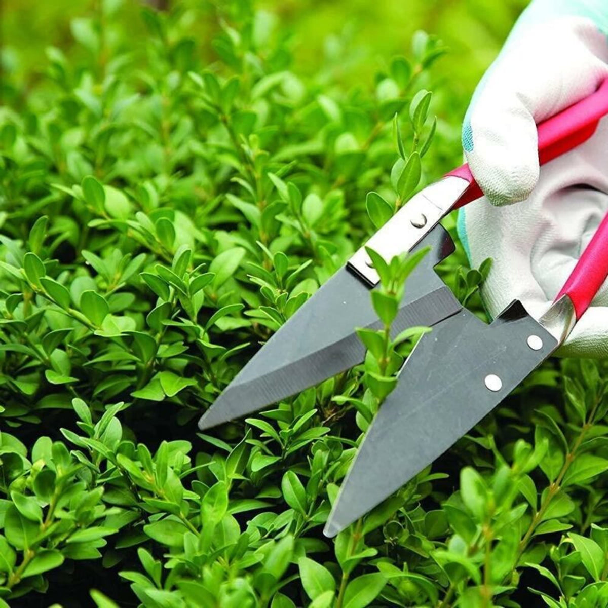 Handcrafted compact pruning shears with carbon steel blades trimming vibrant green topiary, ideal for precise garden maintenance in Farm, Garden & Tool and Garden Accessories collections.