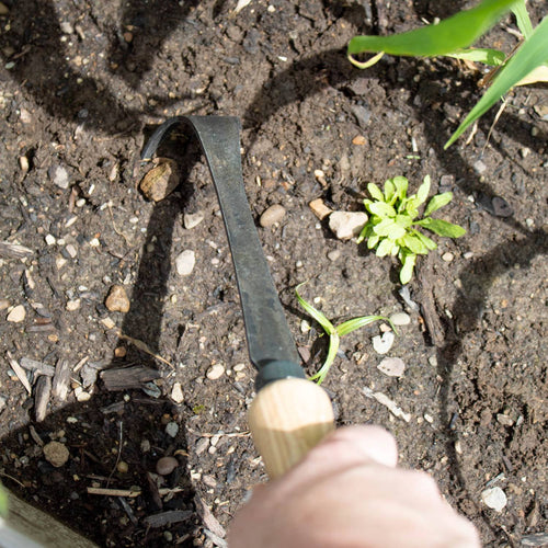Handcrafted cultivator with a sturdy curved steel tine and smooth wooden handle in use for weeding and soil aeration among small plants, ideal for Farm, Garden & Tool and Digging and Cultivating collections.
