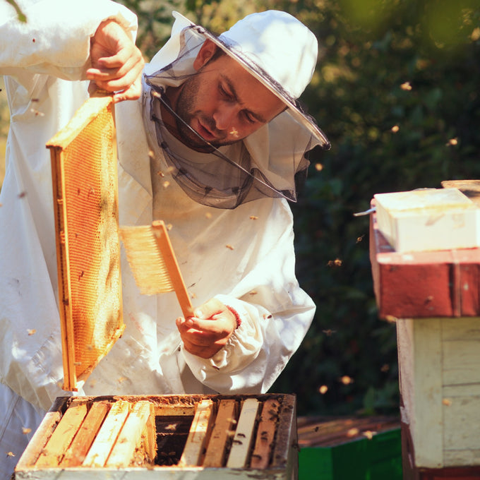 Beekeeper in protective clothing inspecting a wooden honey frame covered with bees near a hive box outdoors, highlighting farm and garden beekeeping supplies and Amish made quality.