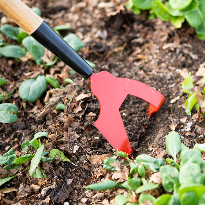 Close-up of a hand tool with a red steel head and wooden handle digging into soil among green plants, handcrafted and Amish made, featured in Farm, Garden & Tool and USA Made collections.
