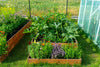 Sunlit raised wooden garden beds filled with thriving vegetables and herbs, surrounded by grass and a greenhouse, showcasing an organic gardening setup in a backyard setting.