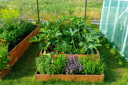 Sunlit raised wooden garden beds filled with thriving vegetables and herbs, surrounded by grass and a greenhouse, showcasing an organic gardening setup in a backyard setting.