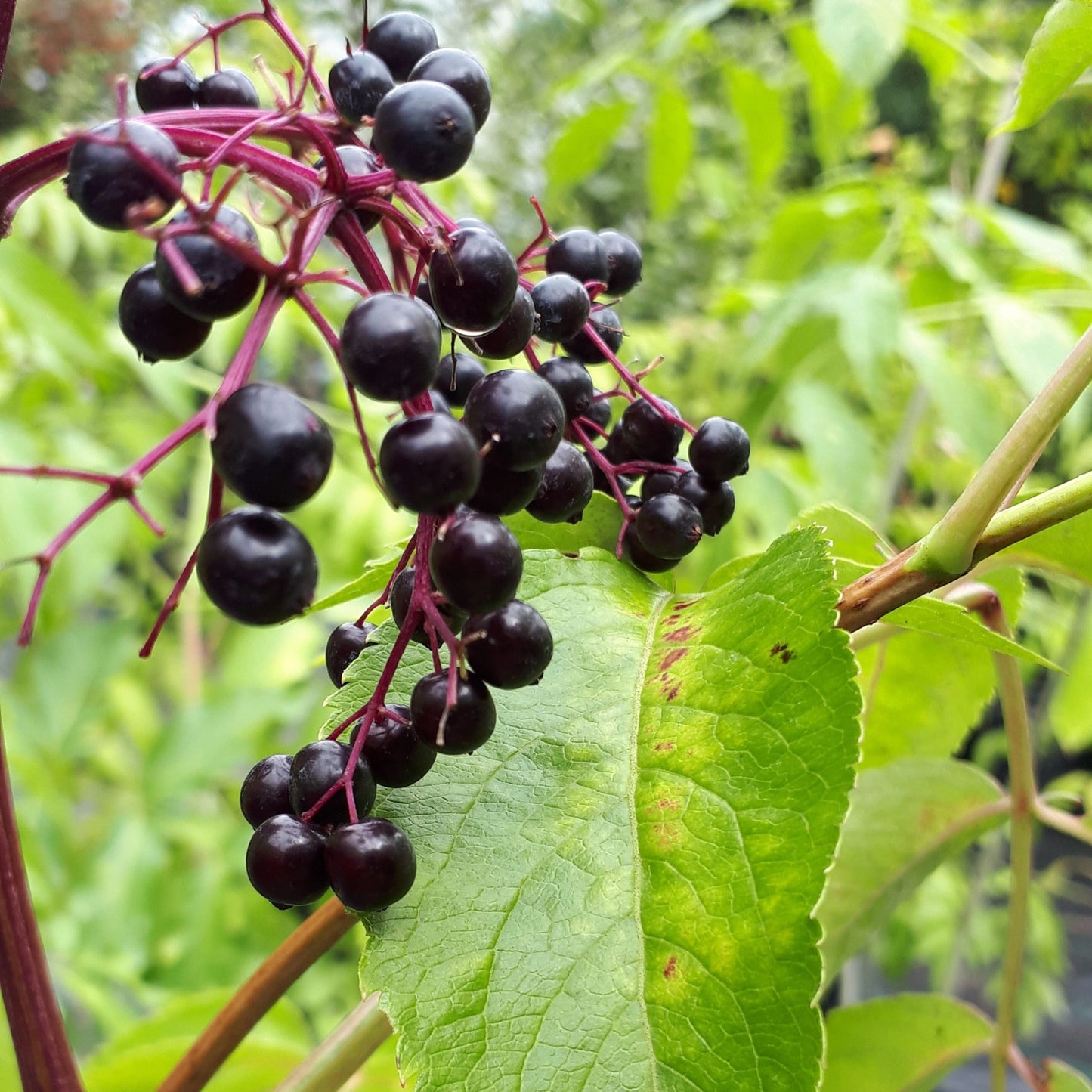 Close-up of ripe elderberries clustered on reddish stems with vibrant green leaves in the background, illustrating foraging and cultivation for Toys, Books & Games and Home and Garden How-To Books collections.