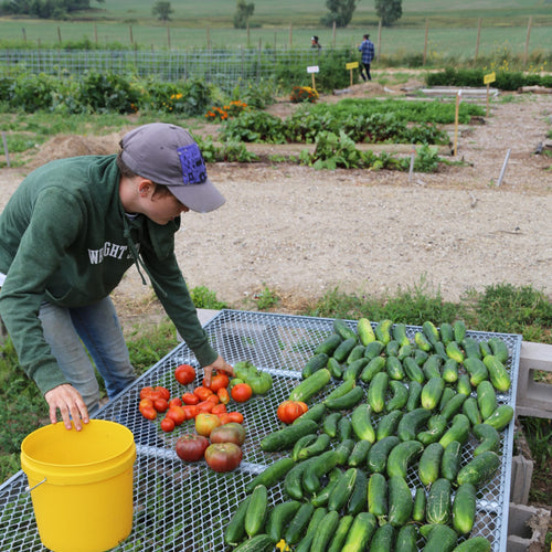 Young gardener harvesting ripe heirloom tomatoes and cucumbers on metal table in a sustainable farm garden, showcasing fresh produce for Farm, Garden & Tool and Seeds and Planting collections.