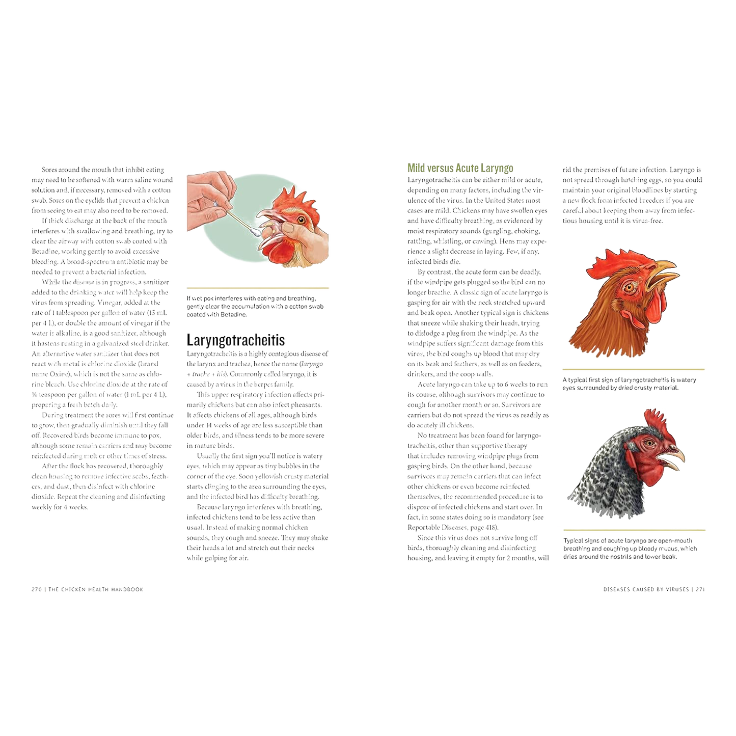 Open book spread showing detailed text and full-color illustrations of chicken anatomy and health care techniques, part of Farm, Garden & Tool, Books, and Chicken Accessories collections.