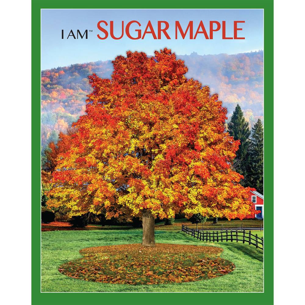 Colorful sugar maple tree with vibrant red, orange, and yellow autumn leaves standing in a green field alongside a red barn, featured in Toys, Books & Games and Puzzles collections.