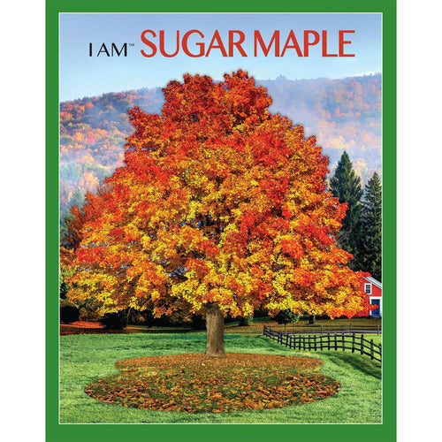 Colorful sugar maple tree with vibrant red, orange, and yellow autumn leaves standing in a green field alongside a red barn, featured in Toys, Books & Games and Puzzles collections.