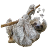Uniquely shaped 100-piece jigsaw puzzle depicting a sloth hanging from a branch, featuring large pieces ideal for children, perfect for Toys, Books & Games and Puzzles collections.