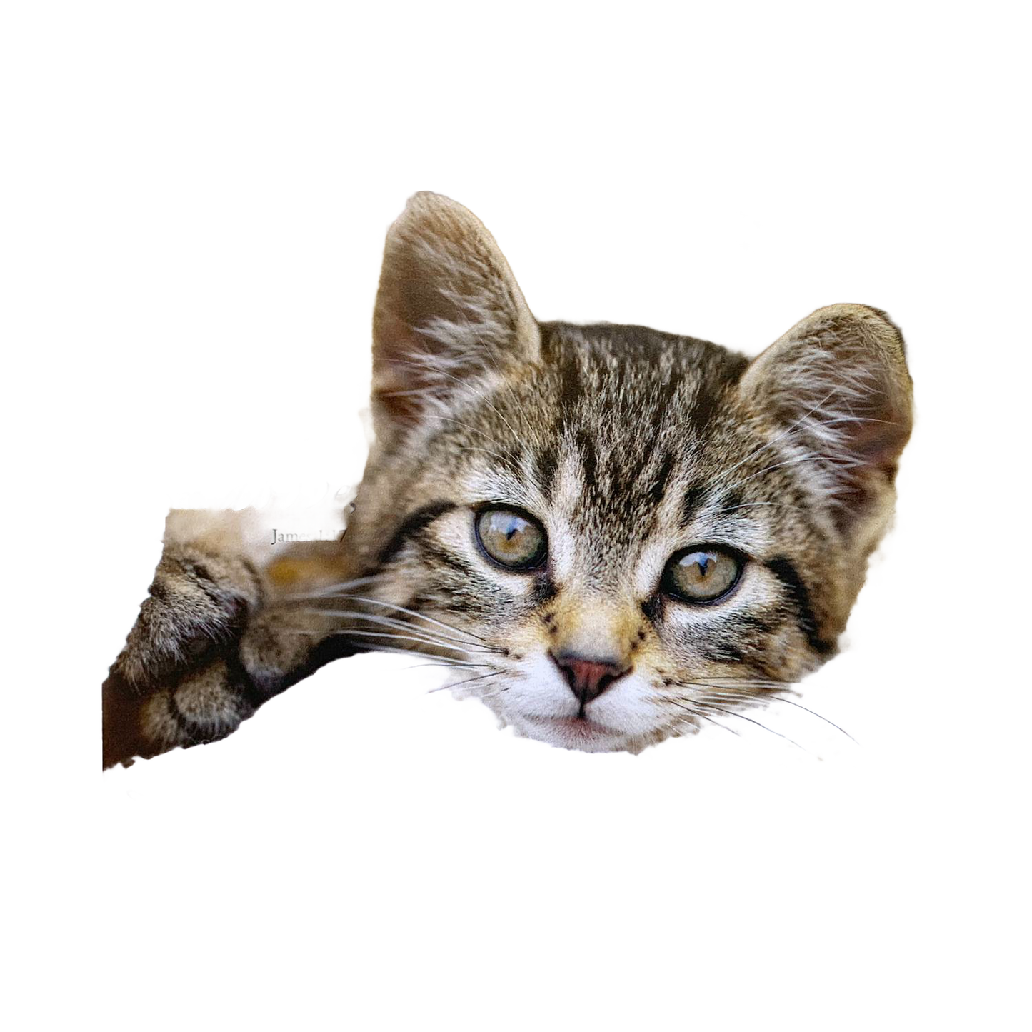 Handcrafted 5"x7" plaque featuring a close-up of a curious tabby kitten with bright eyes and a Bible verse from James 1:17, perfect for Home & Decor, Best Sellers, and Promo Eligible collections.