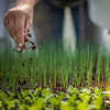 Close-up of a hand gently planting heirloom seedling sprouts in rich soil, highlighting sustainable gardening in Farm, Garden & Tool and Seeds and Planting collections.