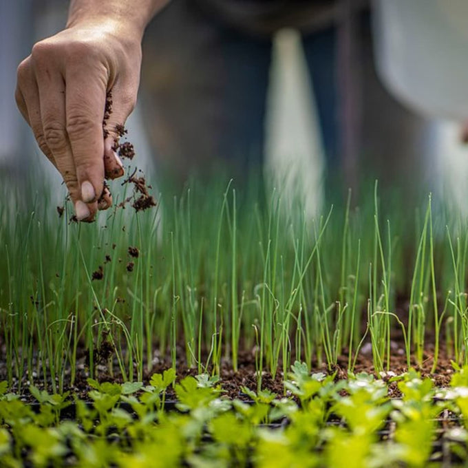 Close-up of a hand gently planting heirloom seedling sprouts in rich soil, highlighting sustainable gardening in Farm, Garden & Tool and Seeds and Planting collections.
