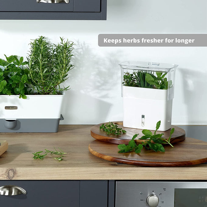 White and clear fresh-cut herb keeper with removable dividers and refill window, holding green herbs on a wooden kitchen countertop in a modern kitchen setting, Kitchen & Food and Kitchen Gadgets collections.
