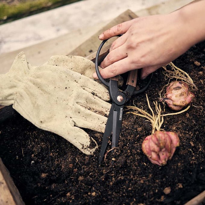 Rust-resistant large gardening scissors with ambidextrous grip and wide walnut handles resting on soil beside a dirty gardening glove and freshly harvested bulbs in Farm, Garden & Tool, Garden Accessories collections.