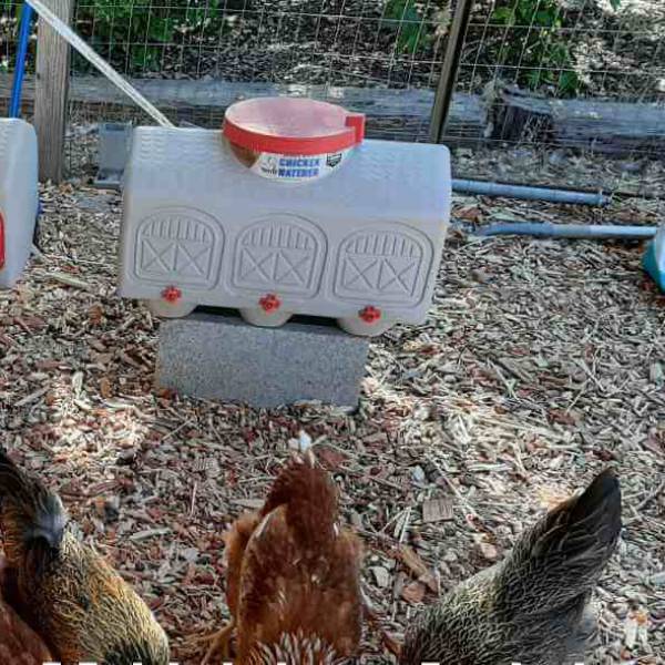 Large beige chicken waterer with red lid and three drinking ports, elevated on a block in a fenced outdoor pen, featured in Farm, Garden & Tool and Chicken Accessories collections.