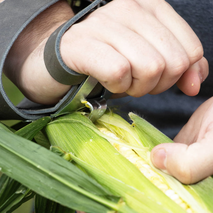 Hand using a sturdy galvanized steel single-hook cornhusker with leather palm pad and double wrist strap to remove husks from fresh corn, part of Farm, Garden & Tool, Farm Tools, USA Made, Best Sellers collections.