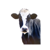 Close-up of a black and white farm cow’s face, featured on a handcrafted animal magnet with an uplifting verse, ideal for Home & Decor, Best Sellers, and Promo Eligible collections.
