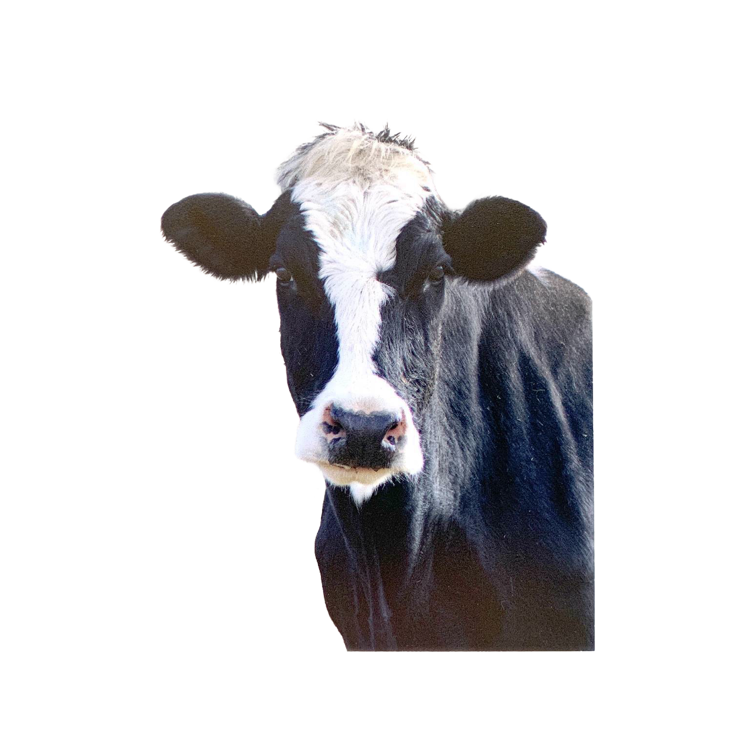 Close-up of a black and white farm cow’s face, featured on a handcrafted animal magnet with an uplifting verse, ideal for Home & Decor, Best Sellers, and Promo Eligible collections.