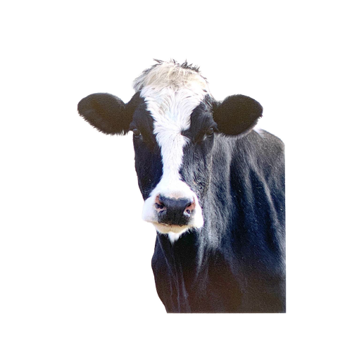 Close-up of a black and white farm cow’s face, featured on a handcrafted animal magnet with an uplifting verse, ideal for Home & Decor, Best Sellers, and Promo Eligible collections.