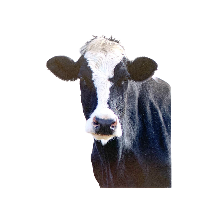Close-up of a black and white farm cow’s face, featured on a handcrafted animal magnet with an uplifting verse, ideal for Home & Decor, Best Sellers, and Promo Eligible collections.