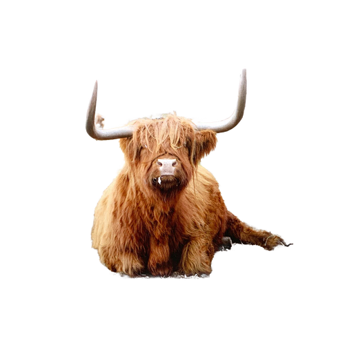 Handcrafted deluxe magnet featuring a resting Highland cow with long curved horns, ideal for Home & Decor, Best Sellers, and Promo Eligible collections.