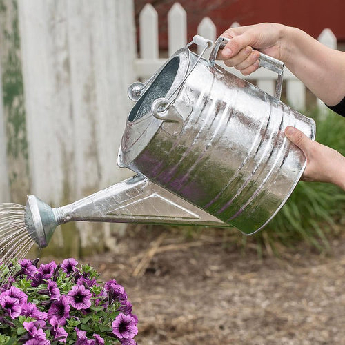 Hands holding a small galvanized watering can with a seamless zinc finish, watering vibrant purple petunias outdoors in a garden setting, ideal for Farm, Garden & Tool collections