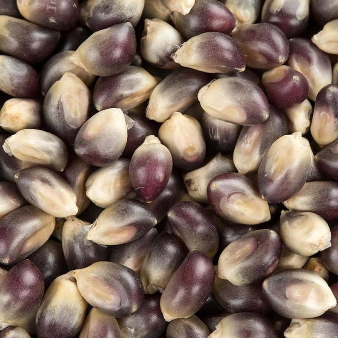Close-up of medium blue and cream popcorn kernels, naturally dried and harvested the old-fashioned way, featured in Kitchen & Food, Snacks and Sweets, and USA Made collections.