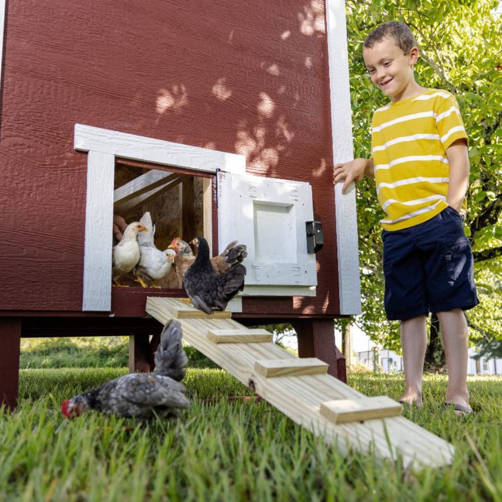 Young boy in striped shirt interacting with chickens exiting a handcrafted heavy-duty red and white wooden coop with ramp, ideal for Farm, Garden & Tool, Chicken Accessories, USA Made, Amish Made, and Best Sellers collections.