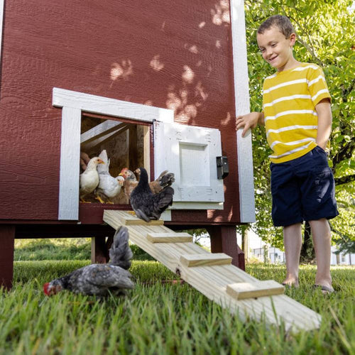 Young boy in striped shirt interacting with chickens exiting a handcrafted heavy-duty red and white wooden coop with ramp, ideal for Farm, Garden & Tool, Chicken Accessories, USA Made, Amish Made, and Best Sellers collections.