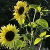 Bright multi-branched Lemon Queen sunflowers with pale yellow petals and dark centers growing outdoors, attracting bees, featured in Farm, Garden & Tool and Seeds and Planting collections.