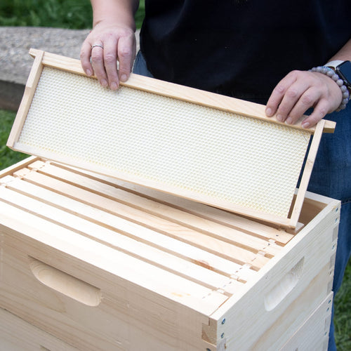 Person placing a handcrafted wooden 8-frame bee frame with natural beeswax foundation into an Amish-made beehive box outdoors, ideal for Farm, Garden & Tool, Beekeeping Supplies, and 8-Frame Hives collections.