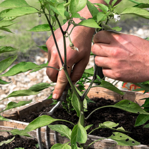 Close-up of hands planting or tending a young pepper plant in rich soil within a raised wooden garden bed, showcasing careful cultivation for Farm, Garden & Tool and Seeds and Planting collections.